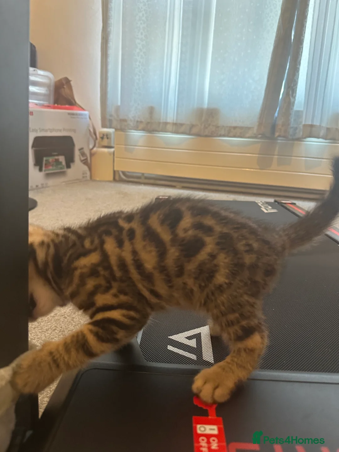 Bengal cats for sale: Bengal kittens in Brentford - Advert 14