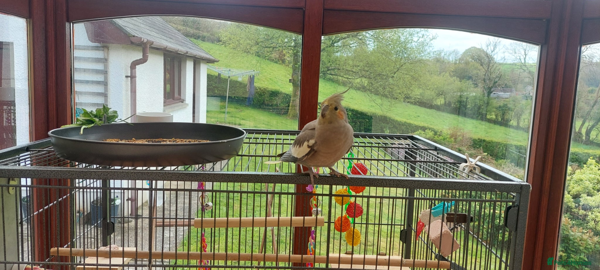 Cockatiels birds Female cockatiel  - Advert 3