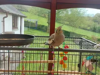 Cockatiels birds Female cockatiel - Advert 3