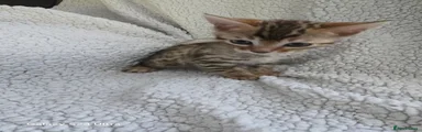 Bengal Kitten 3