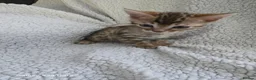 Bengal cats for sale: 4 beautiful bengal kitten  - Advert 10