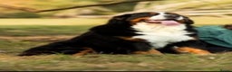 Bernese Mountain Dog dogs for stud: Stunning proven stud dog  - Advert 4