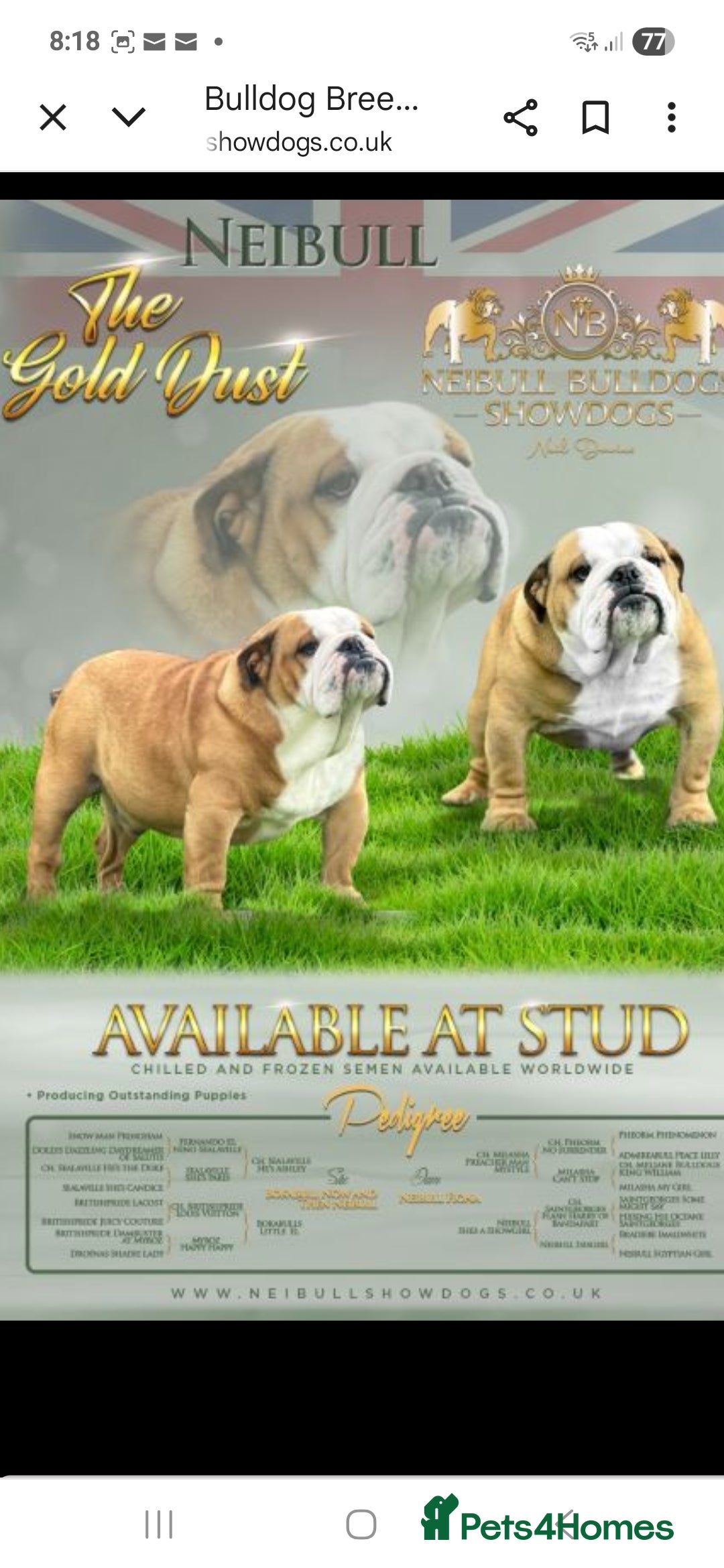 English Bulldog dogs for sale: Red and white british bulldog puppies - Image 7