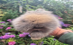 Angora rabbits for sale: 🧡Angora girlie💗- imported parents 💖  - Image 6