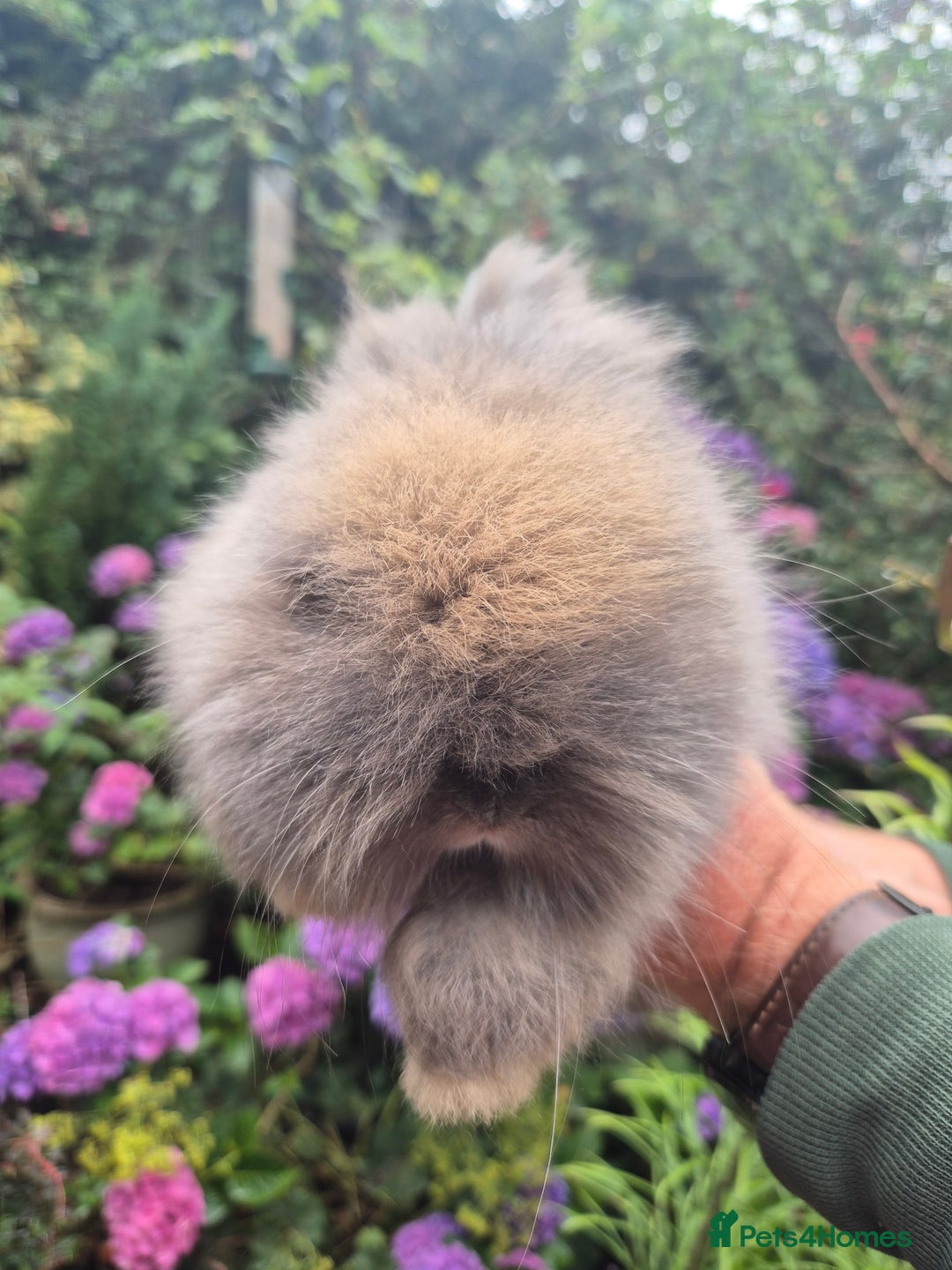 Angora rabbits for sale: 🧡Angora girlie💗- imported parents 💖  - Image 6