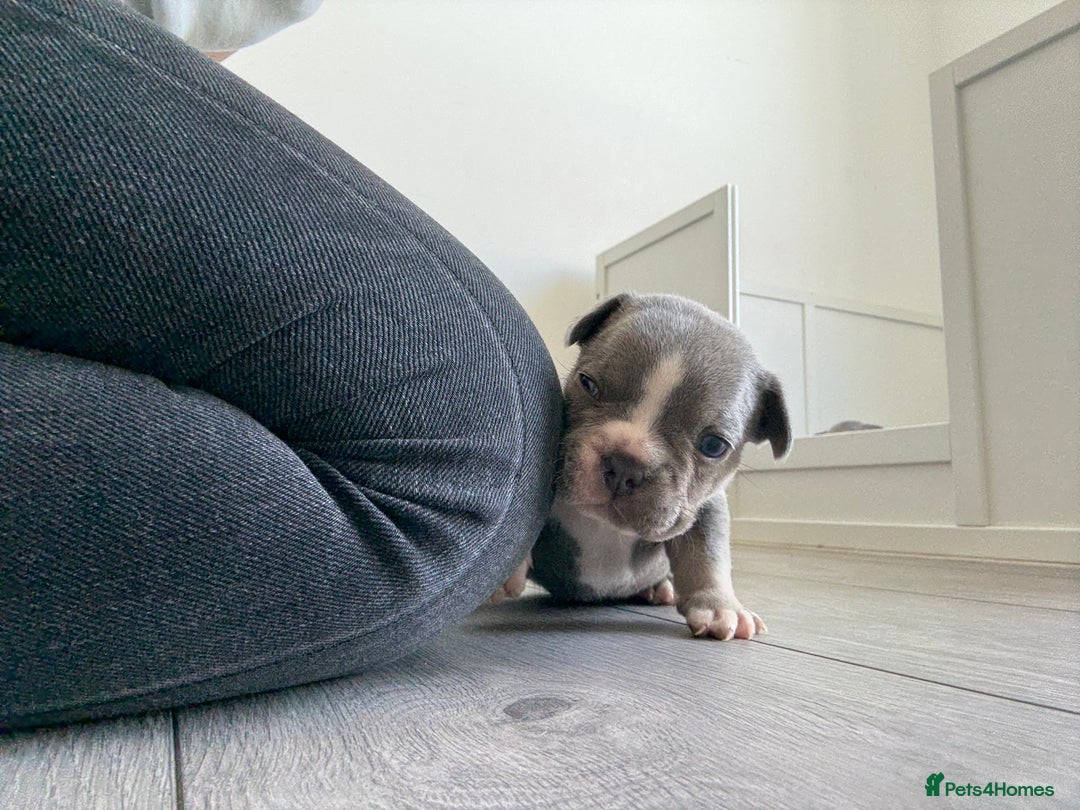 French Bulldog dogs for sale: Gorgeous French bulldog puppies READY MONDAY!!  - Image 6
