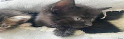 Mixed Breed cats for sale: Black kitten ready to leave  - Advert 7