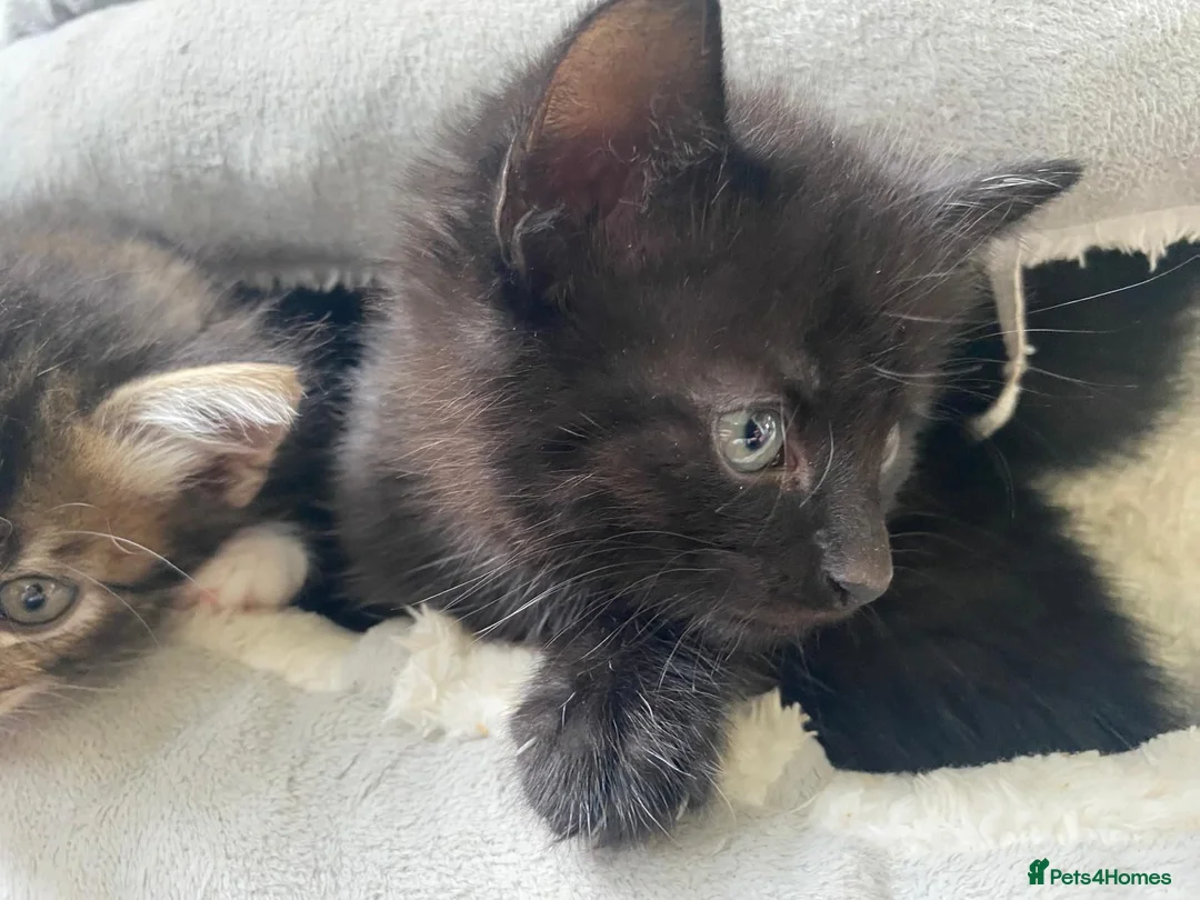 Mixed Breed cats for sale: Black kitten ready to leave  - Advert 7