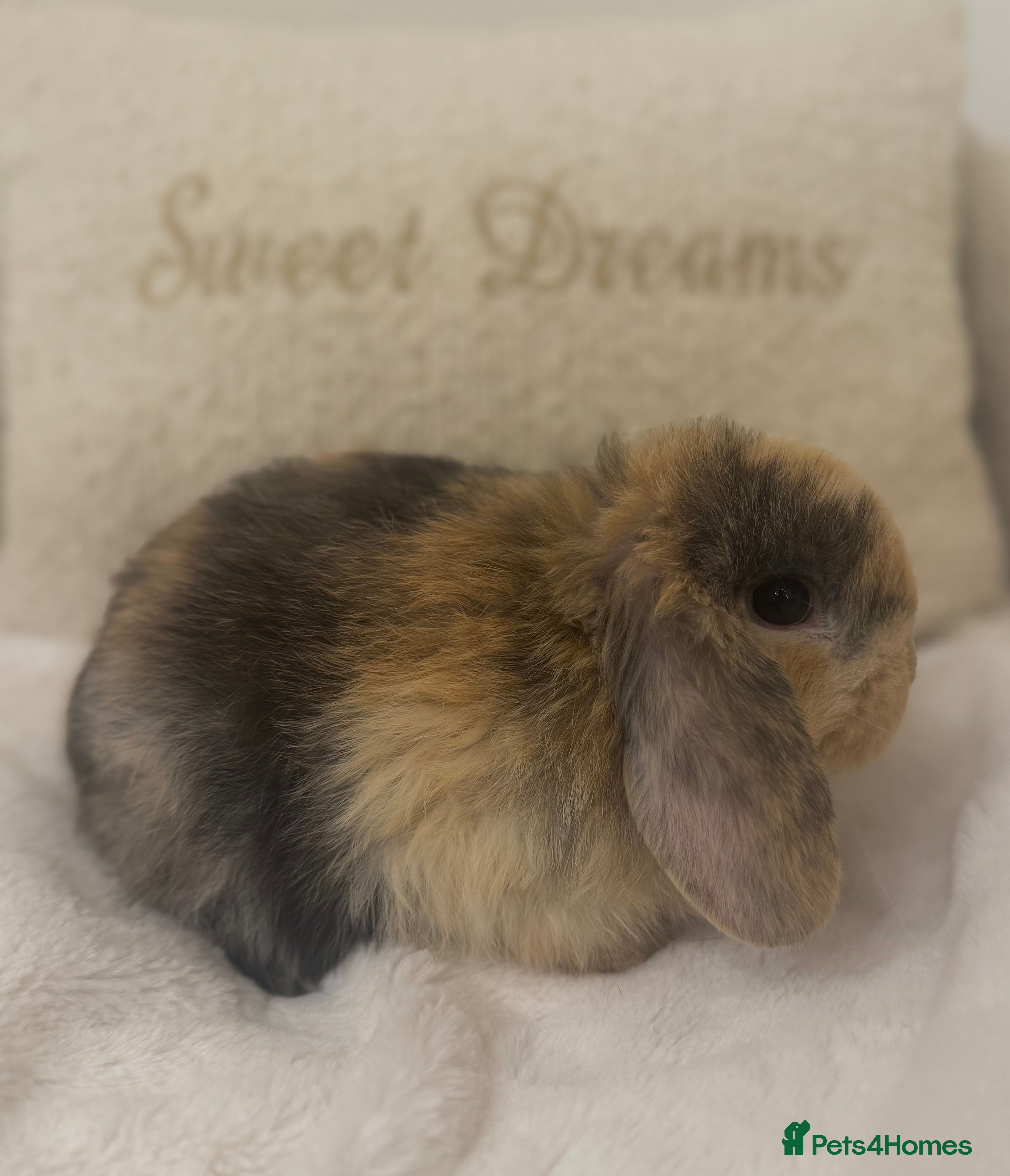 Mini Lop rabbits Mini Lop’s🐰🤍 - Advert 7