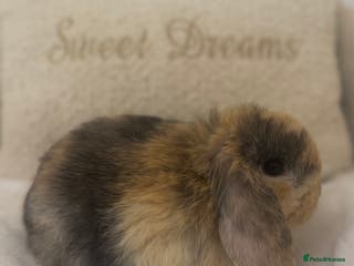 Mini Lop rabbits Mini Lop’s🐰🤍 - Advert 4