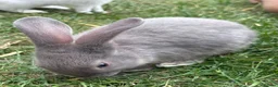 Mixed Breed rabbits for sale: 3 Mini Rex Lops in Weymouth - Advert 4