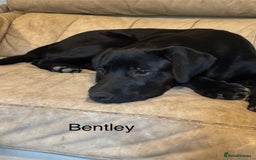 Mixed Breed dogs for sale: Bentley & Enzo  beautiful Staffadors 6 months - Image 5