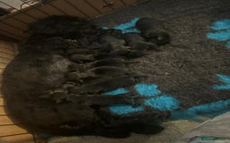 Yorkiepoo dogs for sale: Yorkiepoo puppies  - Advert 5