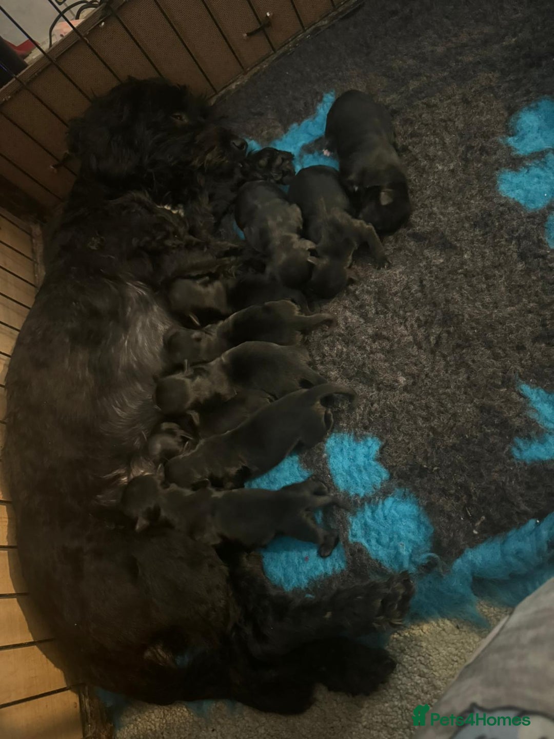 Yorkiepoo dogs for sale: Yorkiepoo puppies  - Advert 5