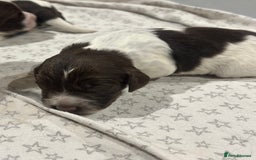 Sprocker dogs for sale: Beautiful sprockers  - Image 10