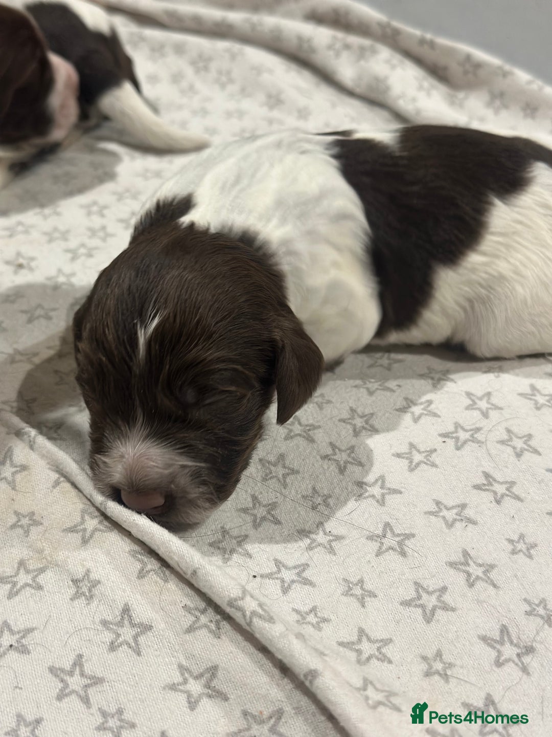 Sprocker dogs for sale: Beautiful sprockers  - Image 10