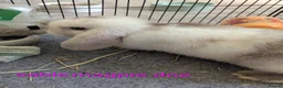 Mini Lop rabbits for sale: Pure bred minilops - Advert 3