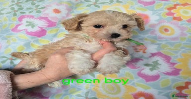 Maltipoo dogs F1 Maltipoo puppies 🐶  - Advert 9