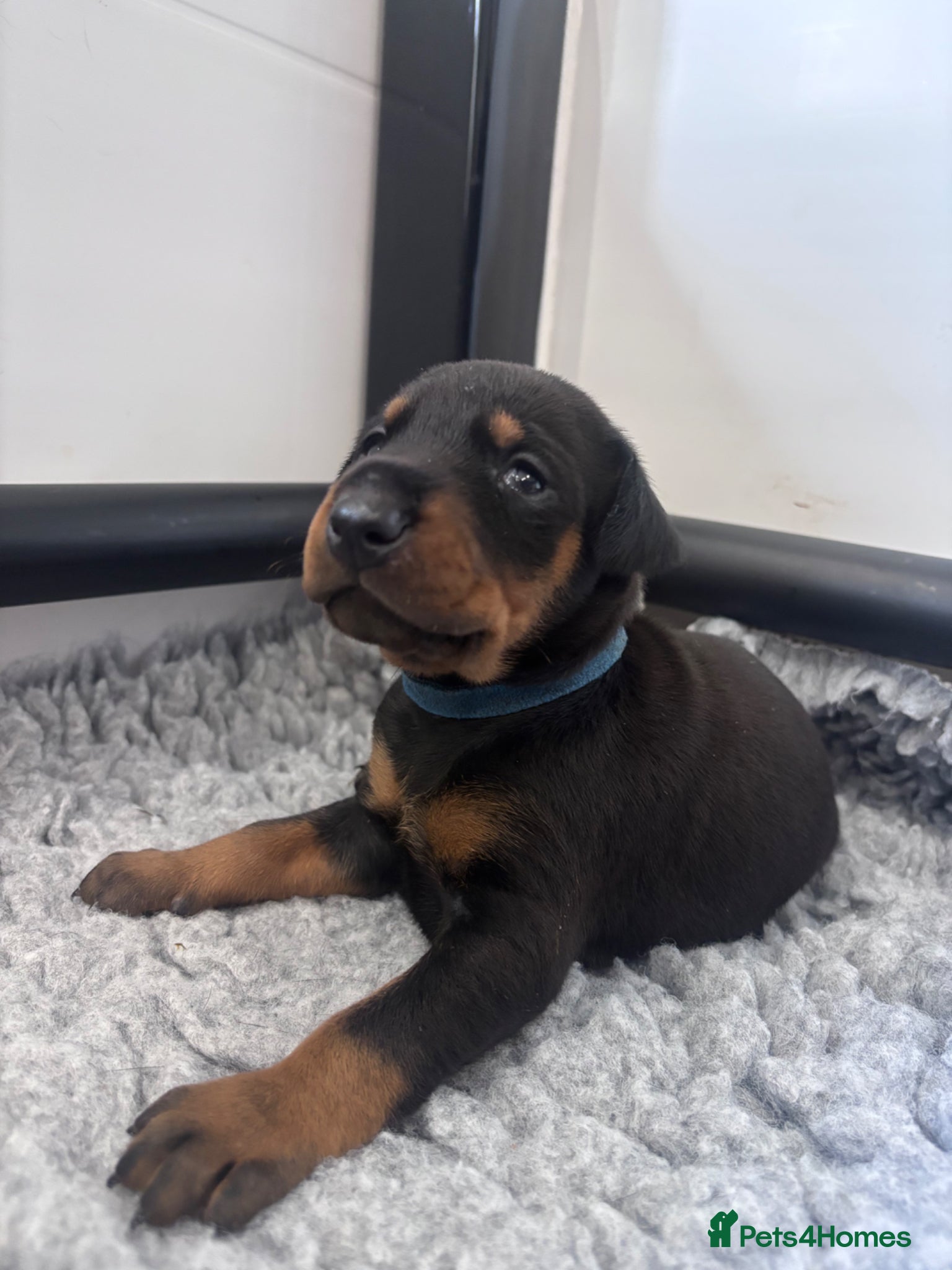 Dobermann dogs KC registered Dobermann puppies  - Advert 1
