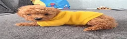 Toy Poodle dogs for sale: Kc red toy poodle  - Advert 6