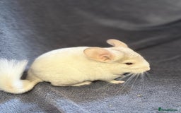 Chinchilla rodents for sale: Beautiful & Friendly Baby Chinchillas  - Image 7