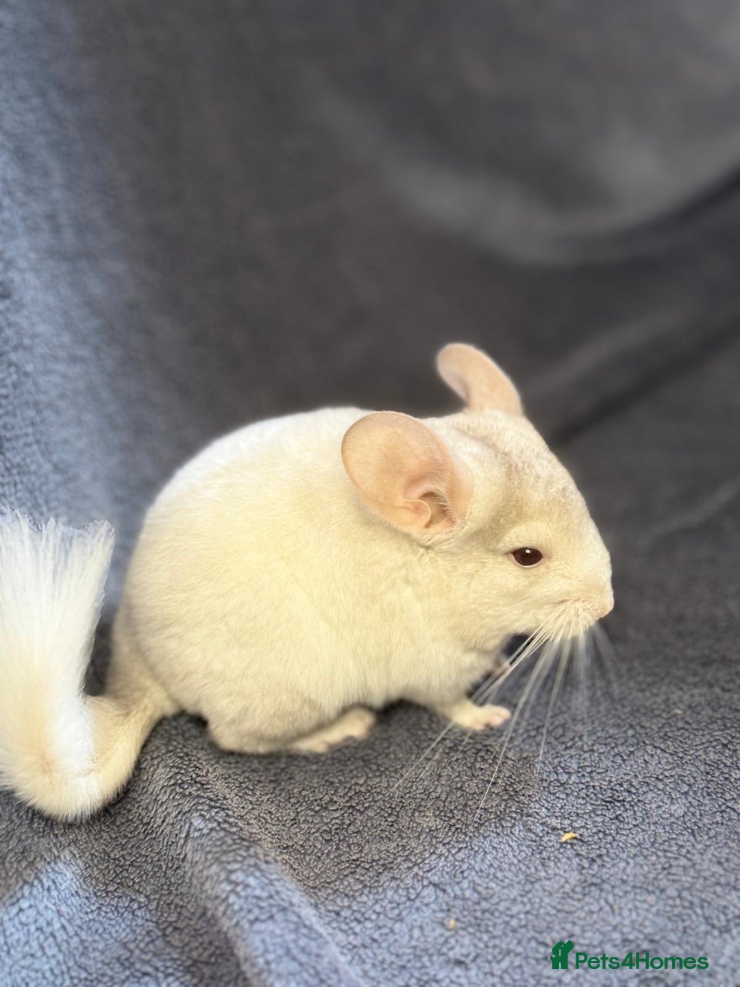 Chinchilla rodents for sale: Beautiful & Friendly Baby Chinchillas  - Image 7