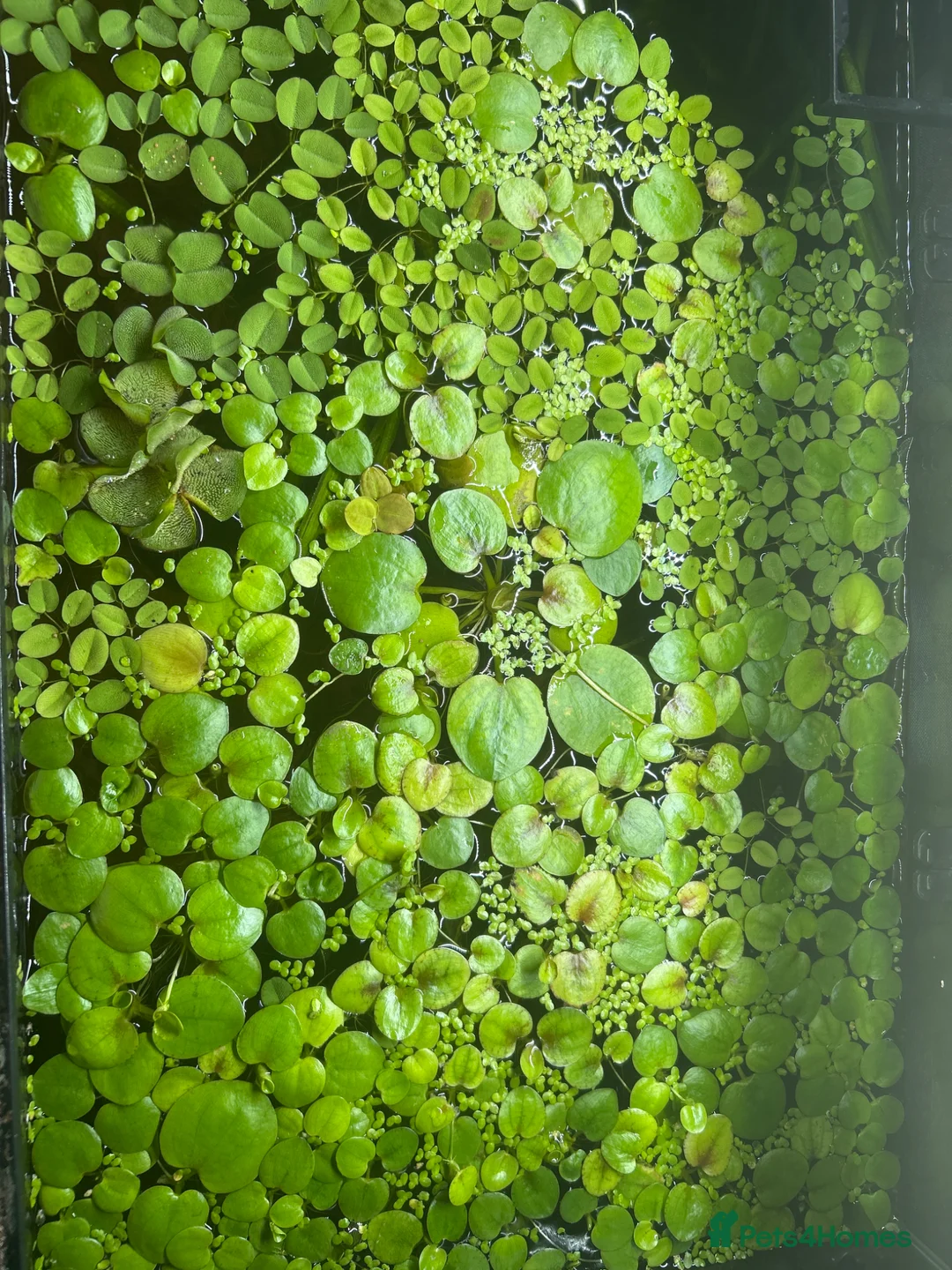 Cichlids fish for sale: Amazon frogbit Limnobium laevigatum aquarium plant in Southport - Advert 2