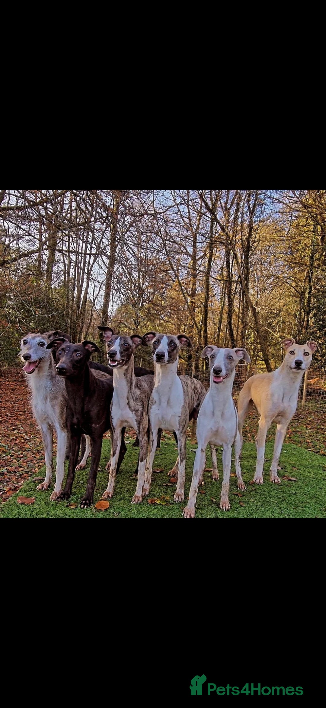 Whippet dogs for stud: Kc whippet stud - Advert 7