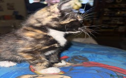 Mixed Breed cats for sale: 3 beautiful playful kittens  - Image 4