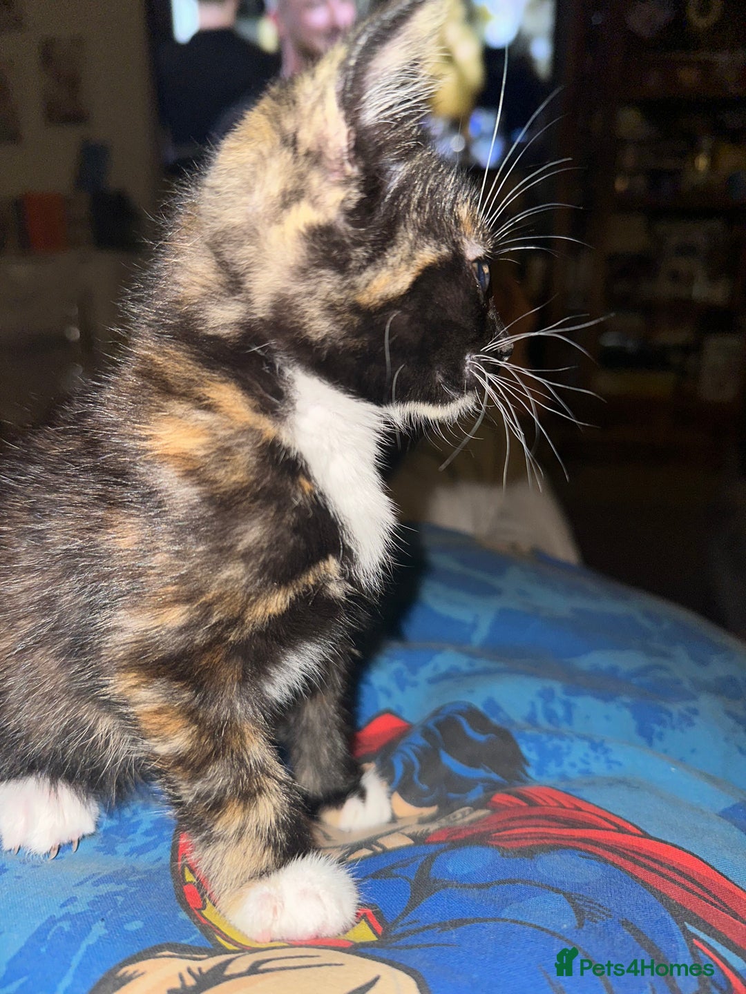 Mixed Breed cats for sale: 3 beautiful playful kittens  - Image 4