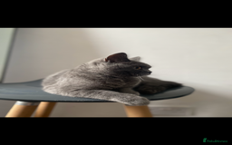 British Shorthair cats for sale: Pure Grey British Shorthair Female 🩶 - Image 5