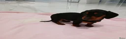Miniature Dachshund dogs for sale: Miniature dachshund puppy's  - Advert 13