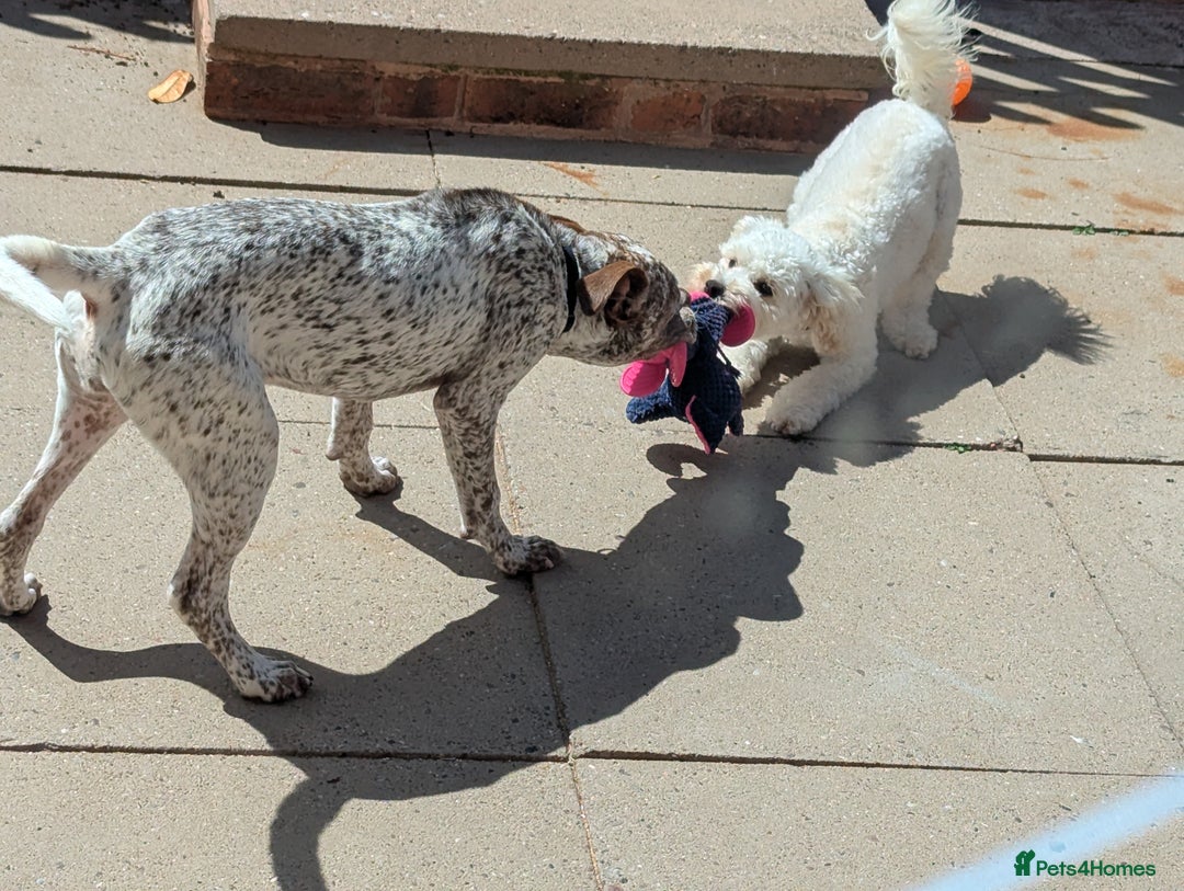 Mixed Breed dogs for sale: Beautiful girl, staff cross boxer - Image 8