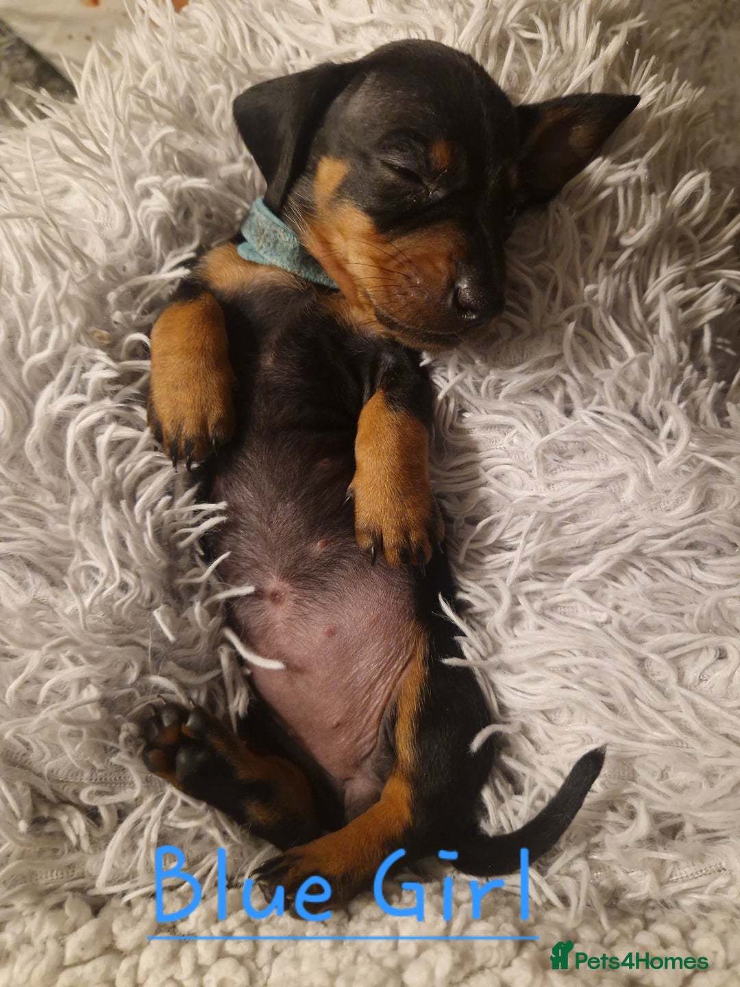 Dachshund dogs for sale: KC standard dachshunds - Advert 3