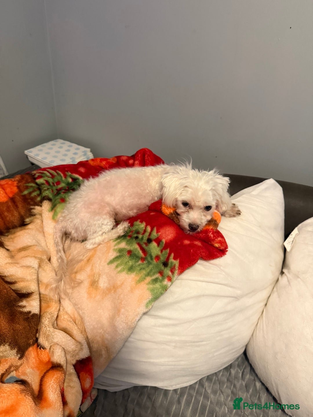 Mixed Breed dogs for sale: Maltese cross Pomeranian puppy - Advert 2