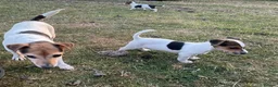 Jack Russell dogs for sale: Jack Russell - Advert 3