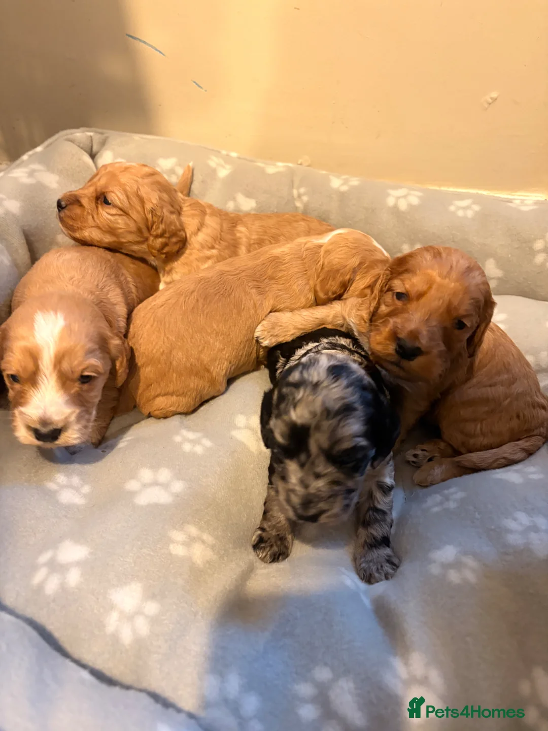 Cockapoo dogs for sale: Cockapoo puppies  - Advert 1