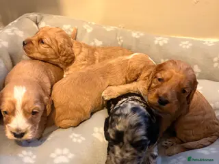 Cockapoo dogs Cockapoo puppies - Advert 2