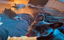 French Bulldog dogs for sale: 2 Year old French Bulldog - Image 6