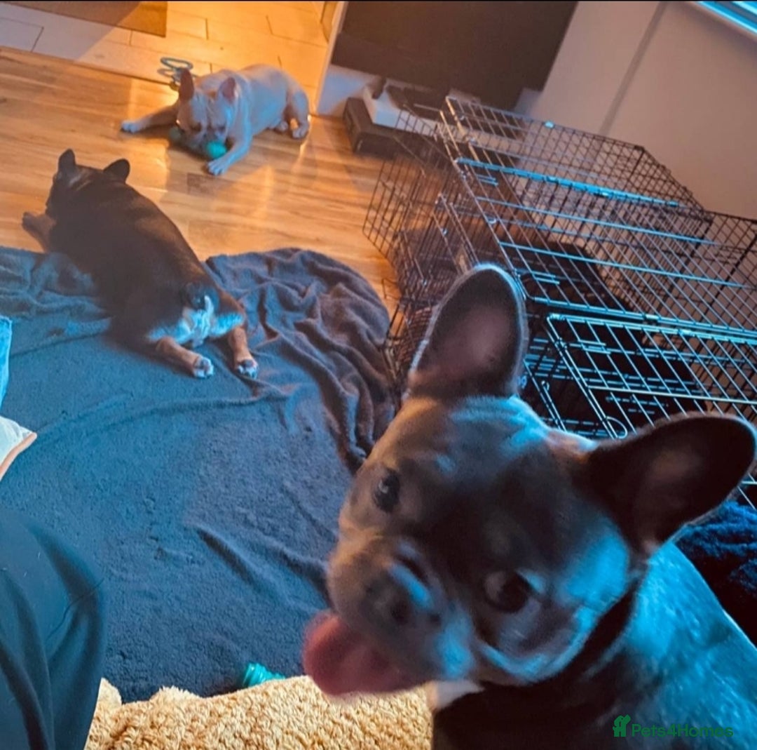 French Bulldog dogs for sale: 2 Year old French Bulldog - Image 6