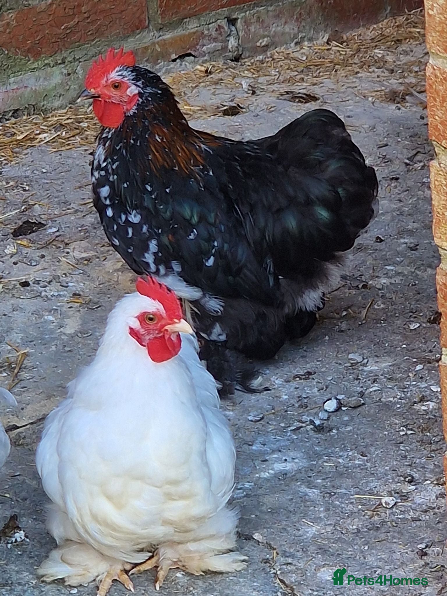Chickens poultry Two roster for sale - Advert 4