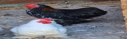 Chickens poultry for sale: Two roster for sale in Leeds - Advert 1