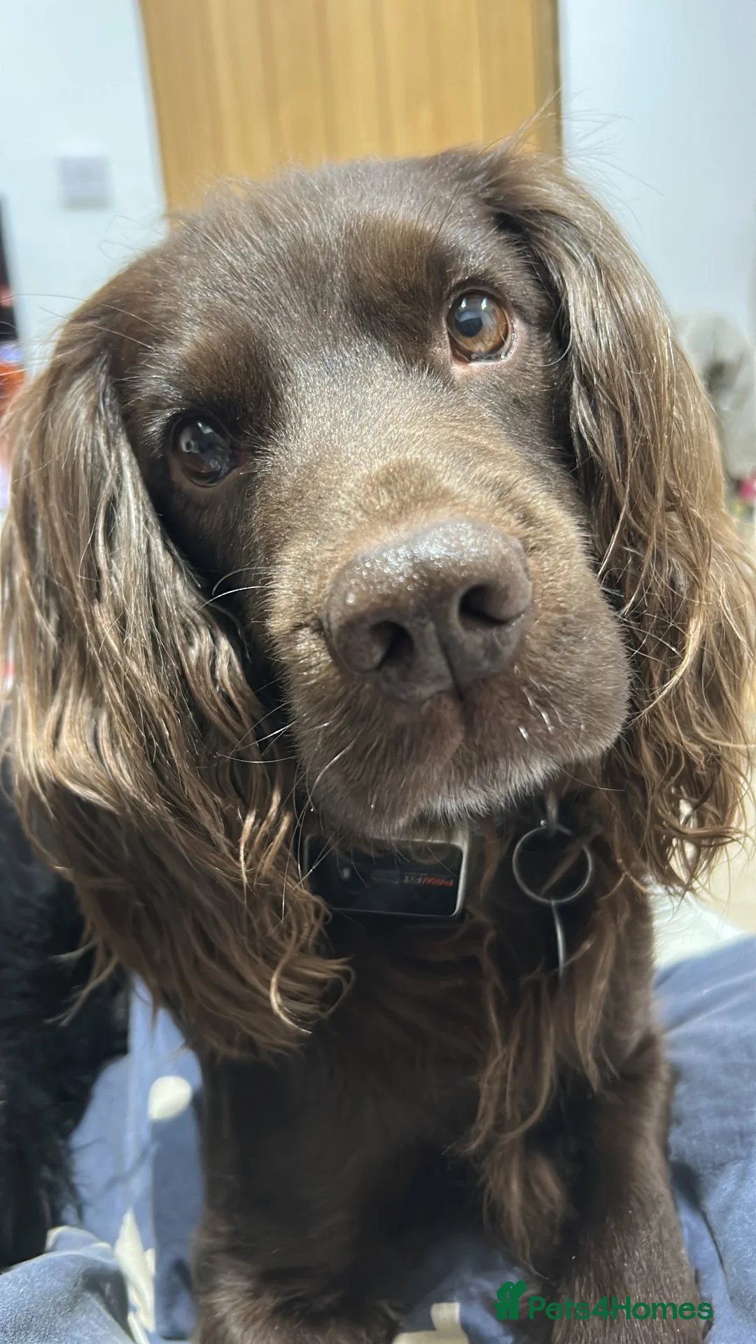 Cocker Spaniel dogs for stud: KC Registered working cocker spaniel for stud  in Halstead - Advert 2
