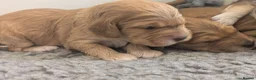 Cockapoo dogs for sale: Champion Line, Show Type F1 Cockapoo Puppies - Advert 4