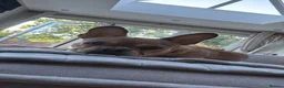 French Bulldog dogs for sale: Rehome in Northampton - Advert 1