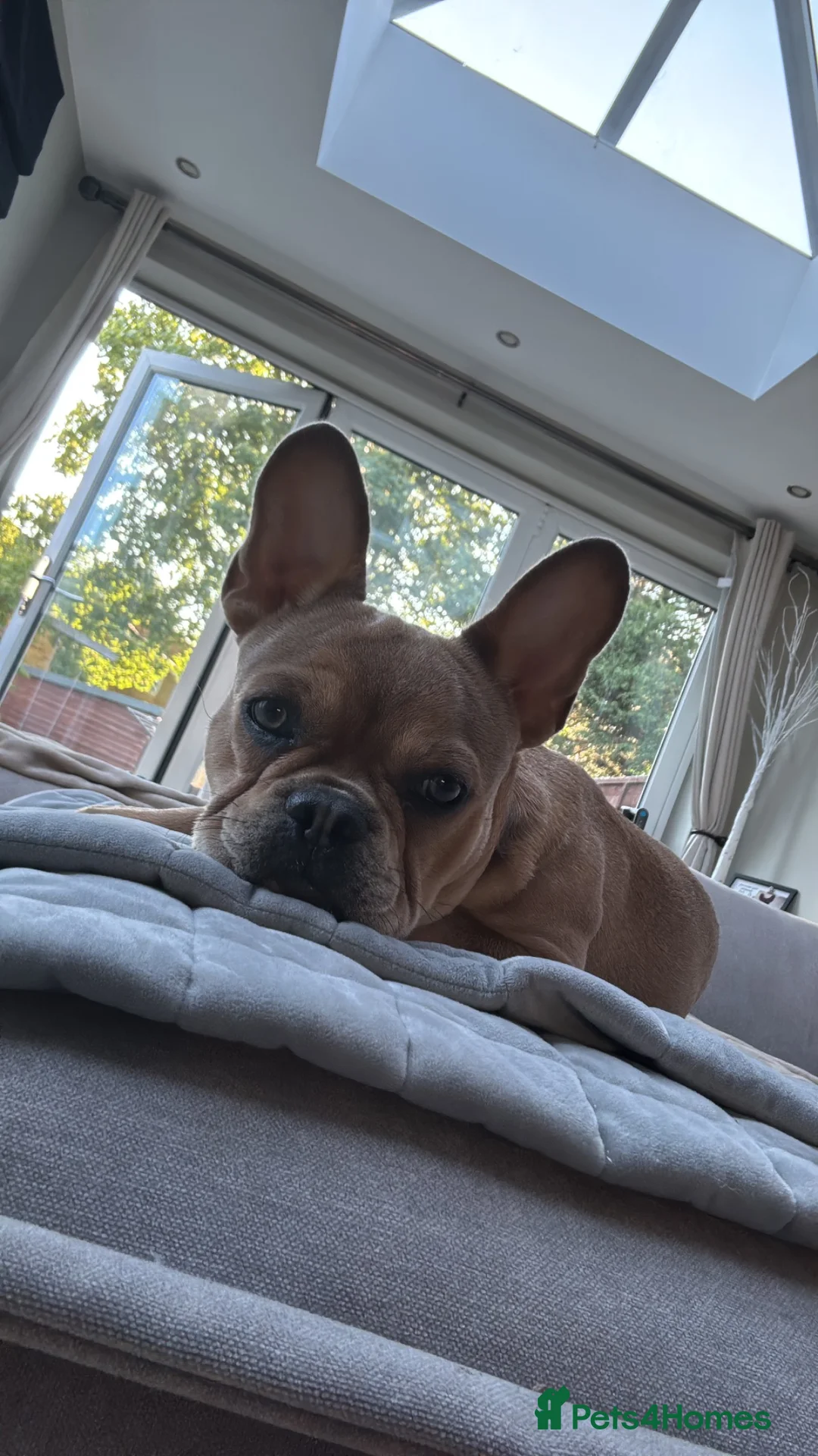 French Bulldog dogs for sale: Rehome in Northampton - Advert 1