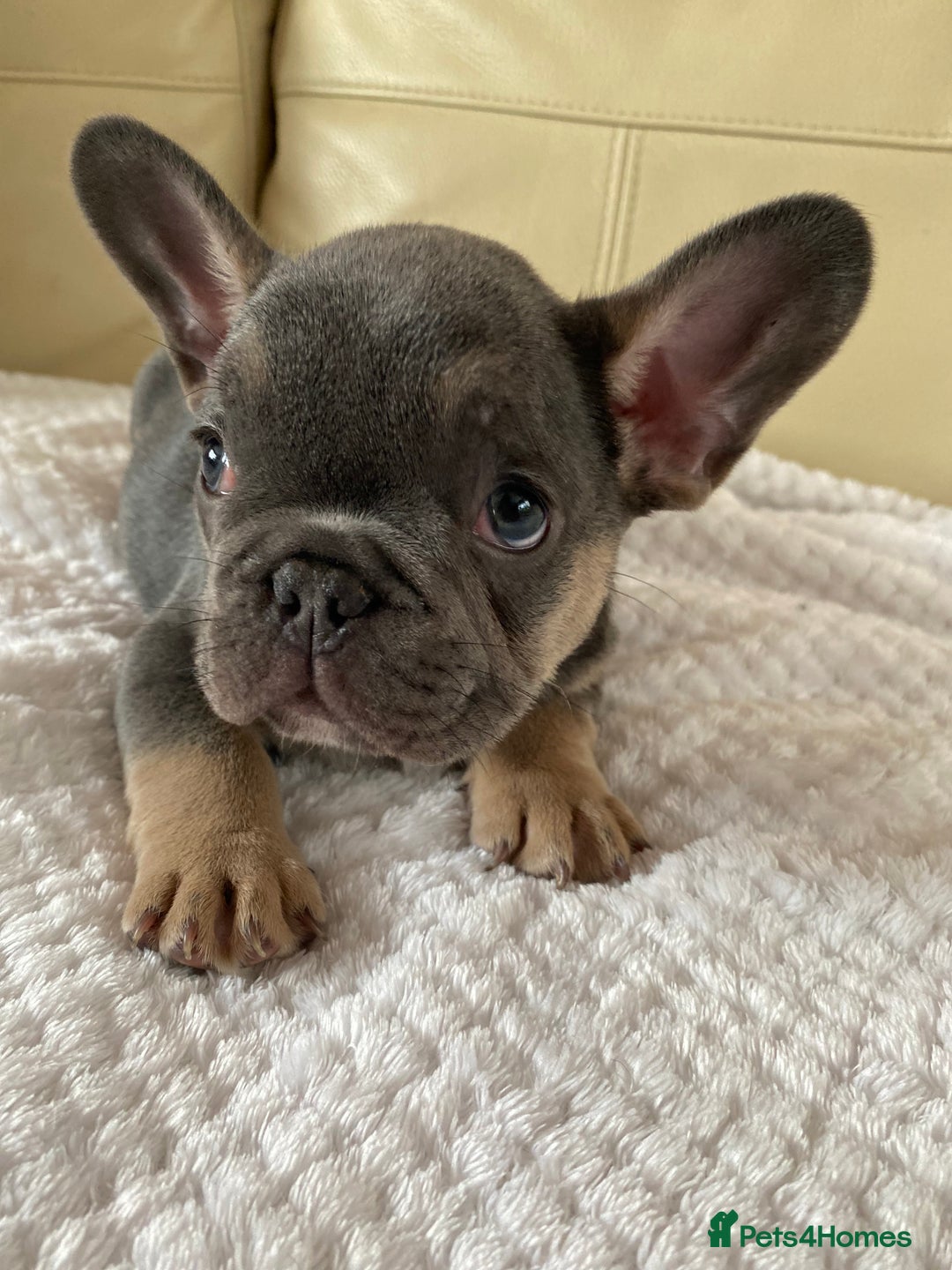 French Bulldog dogs for sale: Beautiful French Bulldogs Puppies for Sale  - Image 18
