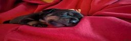 Jackshund dogs for sale: 3 Puppies for sale in Elgin - Advert 8