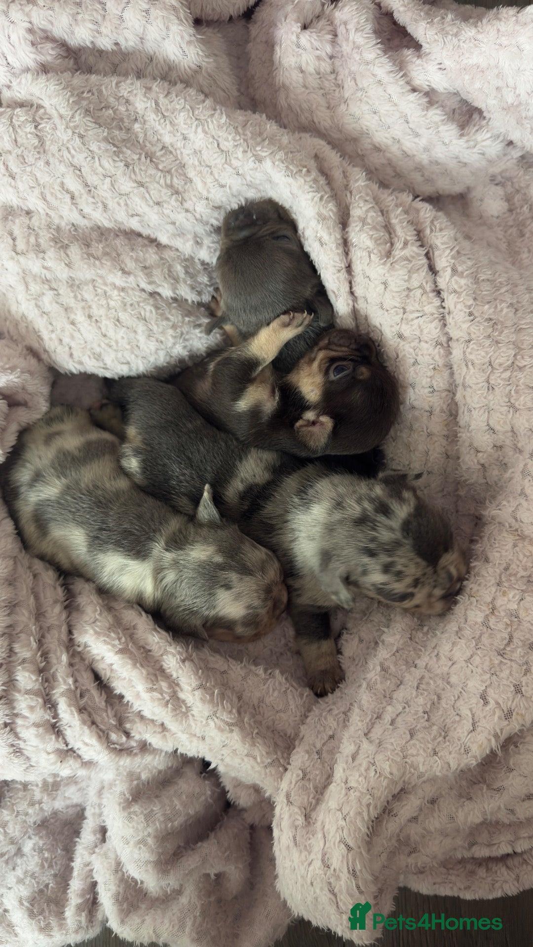 French Bulldog dogs 🩶🩷Beautiful French Bulldog Puppies🩷🩶 - Advert 2