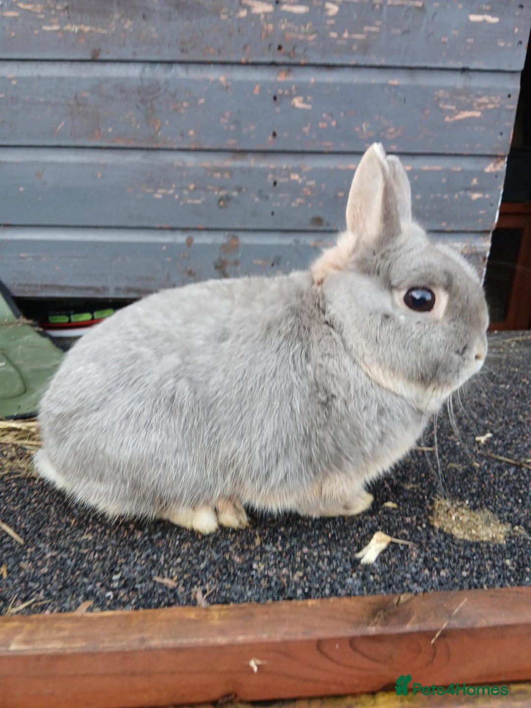 Netherland Dwarf rabbits for sale: Netherland dwarf rabbits  - Advert 5